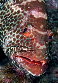 MediaEarth - Bahamas 2017 - DSC02367_rc - Tiger Grouper - Badeche tigre - Mycteroperca tigris